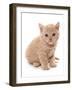 Domestic Cat, Selkirk Rex, kitten, sitting-Chris Brignell-Framed Photographic Print