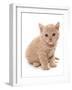 Domestic Cat, Selkirk Rex, kitten, sitting-Chris Brignell-Framed Photographic Print