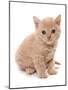 Domestic Cat, Selkirk Rex, kitten, sitting-Chris Brignell-Mounted Photographic Print