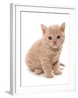 Domestic Cat, Selkirk Rex, kitten, sitting-Chris Brignell-Framed Photographic Print