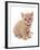 Domestic Cat, Selkirk Rex, kitten, sitting-Chris Brignell-Framed Photographic Print