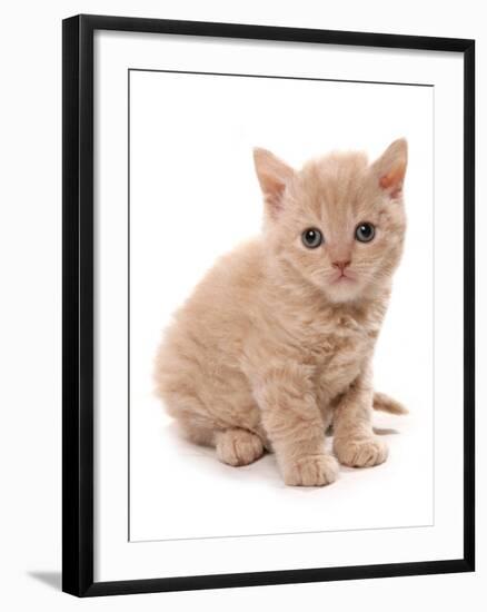 Domestic Cat, Selkirk Rex, kitten, sitting-Chris Brignell-Framed Photographic Print