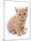 Domestic Cat, Selkirk Rex, kitten, sitting-Chris Brignell-Mounted Photographic Print