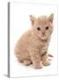 Domestic Cat, Selkirk Rex, kitten, sitting-Chris Brignell-Stretched Canvas