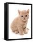 Domestic Cat, Selkirk Rex, kitten, sitting-Chris Brignell-Framed Stretched Canvas