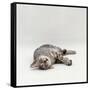 Domestic Cat, Silver Egyptian Mau Rolling-Jane Burton-Framed Stretched Canvas