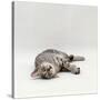 Domestic Cat, Silver Egyptian Mau Rolling-Jane Burton-Stretched Canvas