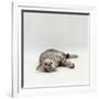 Domestic Cat, Silver Egyptian Mau Rolling-Jane Burton-Framed Photographic Print