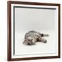 Domestic Cat, Silver Egyptian Mau Rolling-Jane Burton-Framed Photographic Print