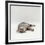 Domestic Cat, Silver Egyptian Mau Rolling-Jane Burton-Framed Photographic Print