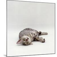 Domestic Cat, Silver Egyptian Mau Rolling-Jane Burton-Mounted Photographic Print