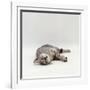 Domestic Cat, Silver Egyptian Mau Rolling-Jane Burton-Framed Photographic Print