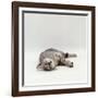 Domestic Cat, Silver Egyptian Mau Rolling-Jane Burton-Framed Photographic Print