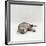 Domestic Cat, Silver Egyptian Mau Rolling-Jane Burton-Framed Photographic Print