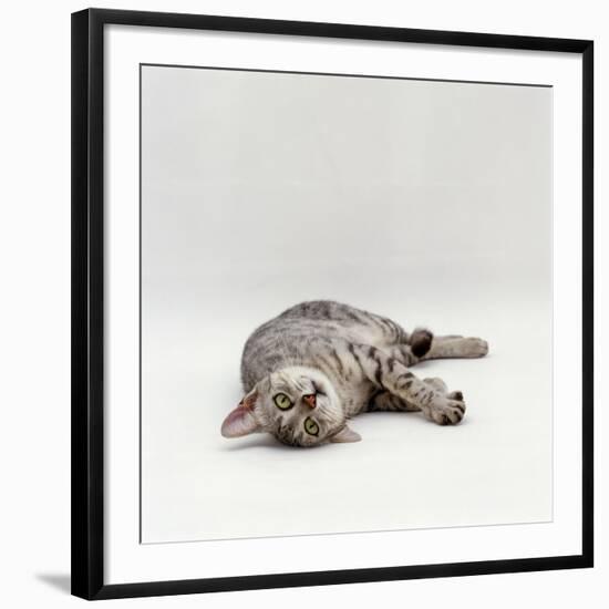 Domestic Cat, Silver Egyptian Mau Rolling-Jane Burton-Framed Photographic Print