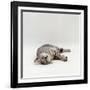 Domestic Cat, Silver Egyptian Mau Rolling-Jane Burton-Framed Photographic Print