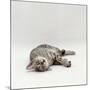 Domestic Cat, Silver Egyptian Mau Rolling-Jane Burton-Mounted Photographic Print