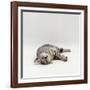 Domestic Cat, Silver Egyptian Mau Rolling-Jane Burton-Framed Photographic Print