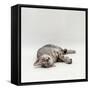 Domestic Cat, Silver Egyptian Mau Rolling-Jane Burton-Framed Stretched Canvas