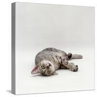 Domestic Cat, Silver Egyptian Mau Rolling-Jane Burton-Stretched Canvas