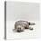 Domestic Cat, Silver Egyptian Mau Rolling-Jane Burton-Stretched Canvas