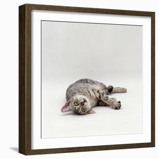 Domestic Cat, Silver Egyptian Mau Rolling-Jane Burton-Framed Photographic Print