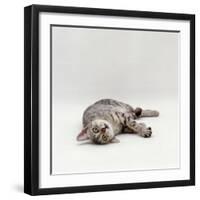 Domestic Cat, Silver Egyptian Mau Rolling-Jane Burton-Framed Photographic Print