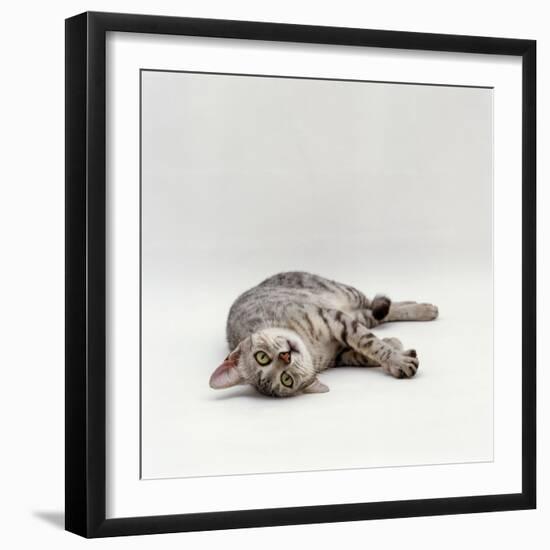 Domestic Cat, Silver Egyptian Mau Rolling-Jane Burton-Framed Photographic Print