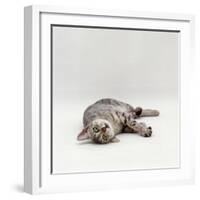 Domestic Cat, Silver Egyptian Mau Rolling-Jane Burton-Framed Photographic Print