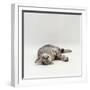 Domestic Cat, Silver Egyptian Mau Rolling-Jane Burton-Framed Photographic Print