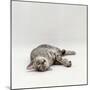 Domestic Cat, Silver Egyptian Mau Rolling-Jane Burton-Mounted Photographic Print