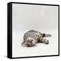 Domestic Cat, Silver Egyptian Mau Rolling-Jane Burton-Framed Stretched Canvas