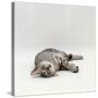 Domestic Cat, Silver Egyptian Mau Rolling-Jane Burton-Stretched Canvas