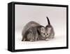 Domestic Cat, Silver Spotted Kitten with Silver Lop Eared Rabbit, Colour Coordinated-Jane Burton-Framed Stretched Canvas