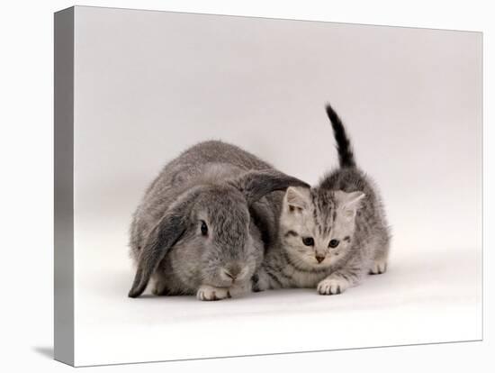 Domestic Cat, Silver Spotted Kitten with Silver Lop Eared Rabbit, Colour Coordinated-Jane Burton-Stretched Canvas