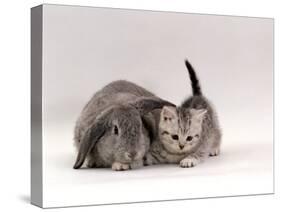Domestic Cat, Silver Spotted Kitten with Silver Lop Eared Rabbit, Colour Coordinated-Jane Burton-Stretched Canvas