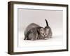 Domestic Cat, Silver Spotted Kitten with Silver Lop Eared Rabbit, Colour Coordinated-Jane Burton-Framed Photographic Print