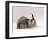 Domestic Cat, Silver Spotted Kitten with Silver Lop Eared Rabbit, Colour Coordinated-Jane Burton-Framed Photographic Print