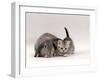 Domestic Cat, Silver Spotted Kitten with Silver Lop Eared Rabbit, Colour Coordinated-Jane Burton-Framed Photographic Print