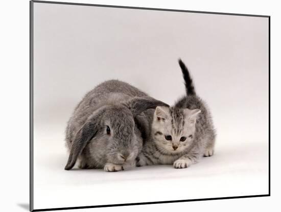 Domestic Cat, Silver Spotted Kitten with Silver Lop Eared Rabbit, Colour Coordinated-Jane Burton-Mounted Photographic Print