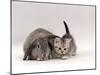 Domestic Cat, Silver Spotted Kitten with Silver Lop Eared Rabbit, Colour Coordinated-Jane Burton-Mounted Photographic Print