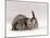 Domestic Cat, Silver Spotted Kitten with Silver Lop Eared Rabbit, Colour Coordinated-Jane Burton-Mounted Photographic Print