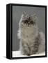 Domestic Cat, Silver Tabby Chinchilla-Cross-Persian in Full Coat-Jane Burton-Framed Stretched Canvas