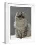 Domestic Cat, Silver Tabby Chinchilla-Cross-Persian in Full Coat-Jane Burton-Framed Photographic Print