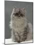 Domestic Cat, Silver Tabby Chinchilla-Cross-Persian in Full Coat-Jane Burton-Mounted Photographic Print