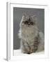 Domestic Cat, Silver Tabby Chinchilla-Cross-Persian in Full Coat-Jane Burton-Framed Photographic Print