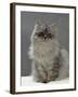 Domestic Cat, Silver Tabby Chinchilla-Cross-Persian in Full Coat-Jane Burton-Framed Photographic Print