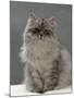 Domestic Cat, Silver Tabby Chinchilla-Cross-Persian in Full Coat-Jane Burton-Mounted Photographic Print