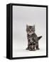 Domestic Cat, Silver Tabby Kitten Portrait-Jane Burton-Framed Stretched Canvas