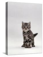 Domestic Cat, Silver Tabby Kitten Portrait-Jane Burton-Stretched Canvas